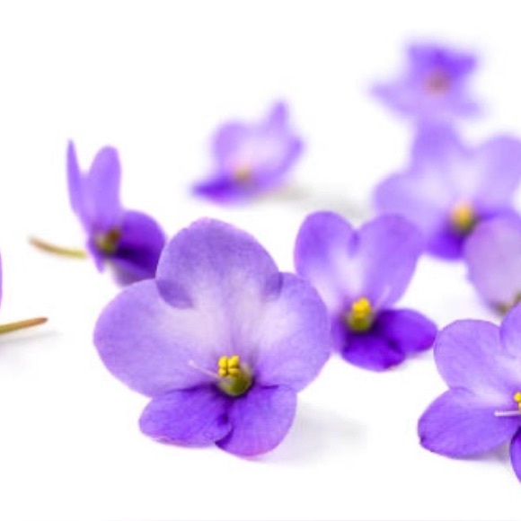 violetdream08